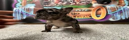 Bulldog Francés perros en venta: Bulldog francés Merle  en Madrid - Anuncio 2