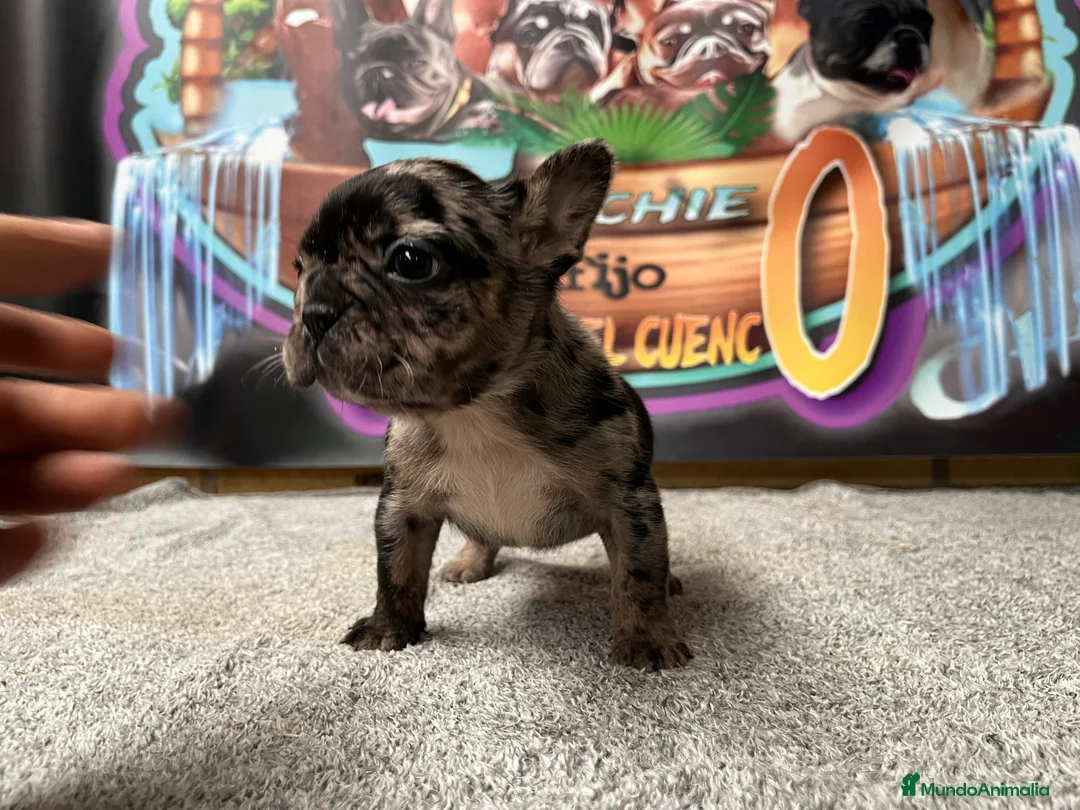 Bulldog Francés perros en venta: Bulldog francés Merle  en Madrid - Anuncio 2