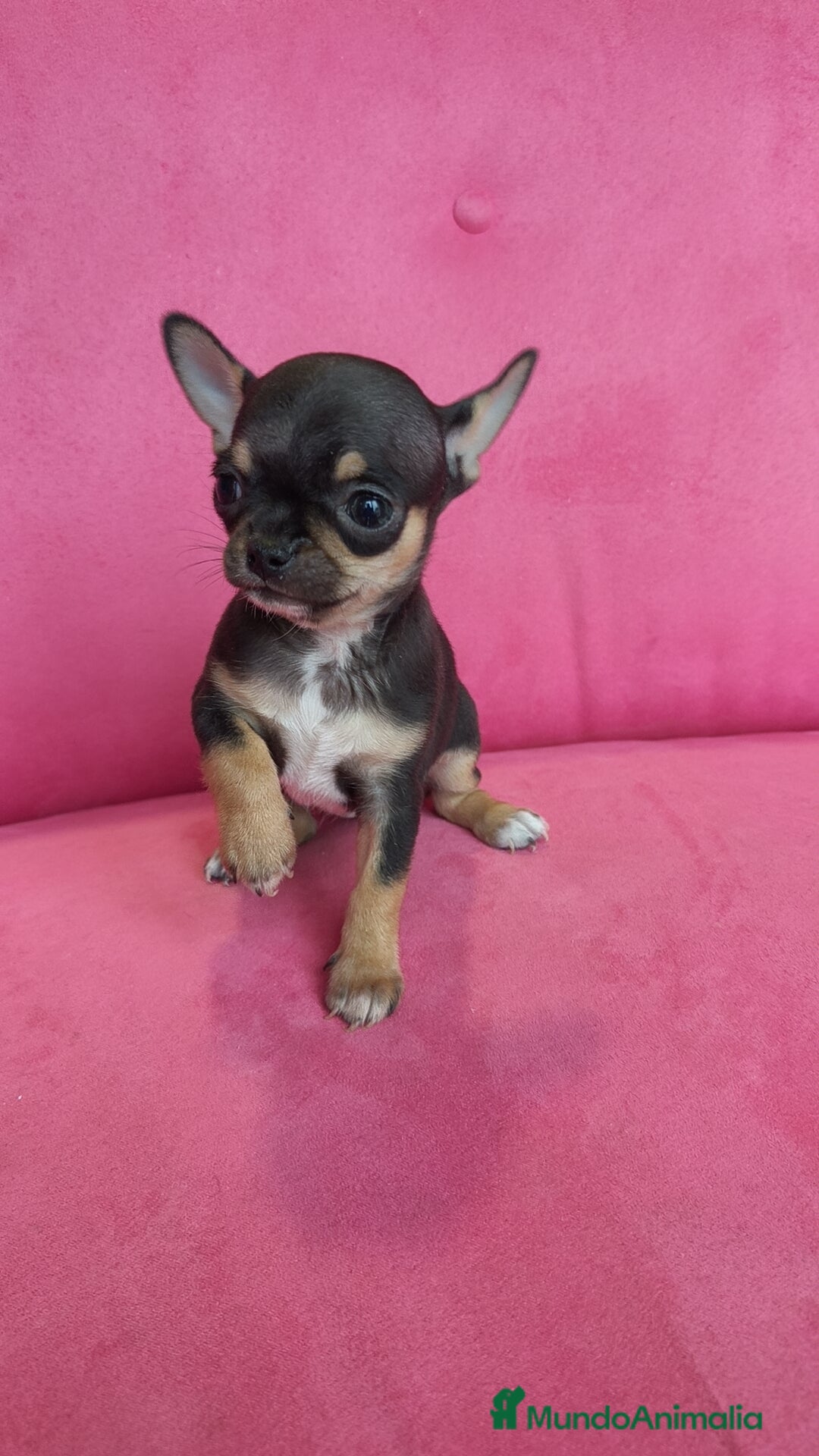 Chihuahua perros en venta: Chihuahuas Toy  - Anuncio 9