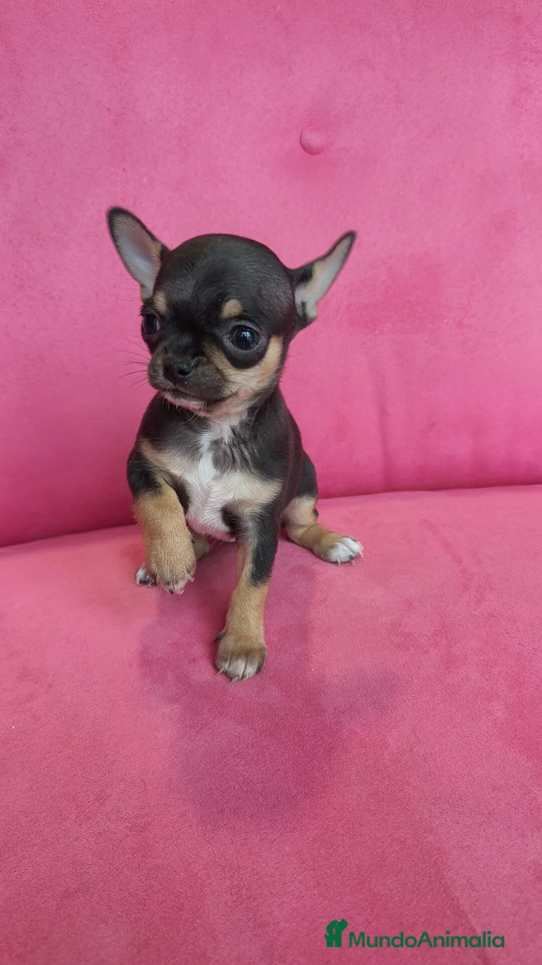 Chihuahua perros en venta: Chihuahuas Toy  - Anuncio 9