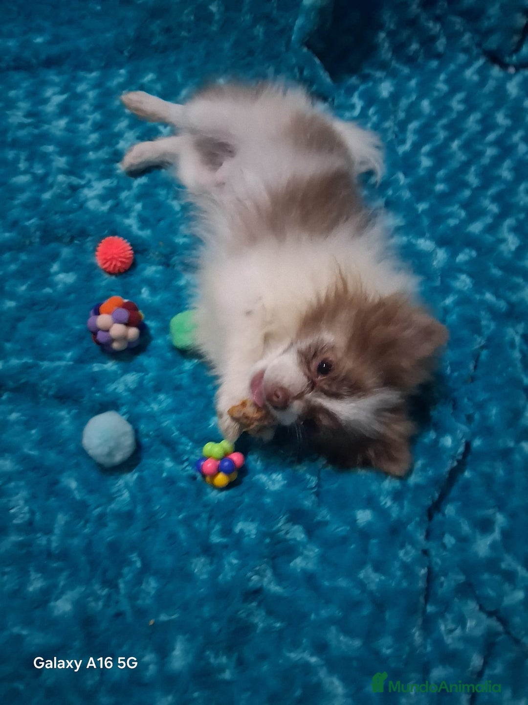 Pomchi perros en venta: Pomchi macho chocolate y blanco ya en muda de pelo - Anuncio 5