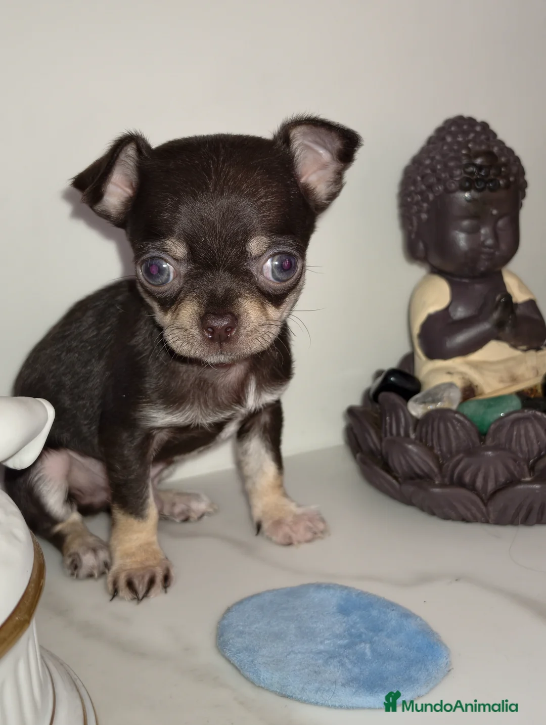Chihuahua perros en venta: Chihuahua microtoy hembra - Anuncio 2