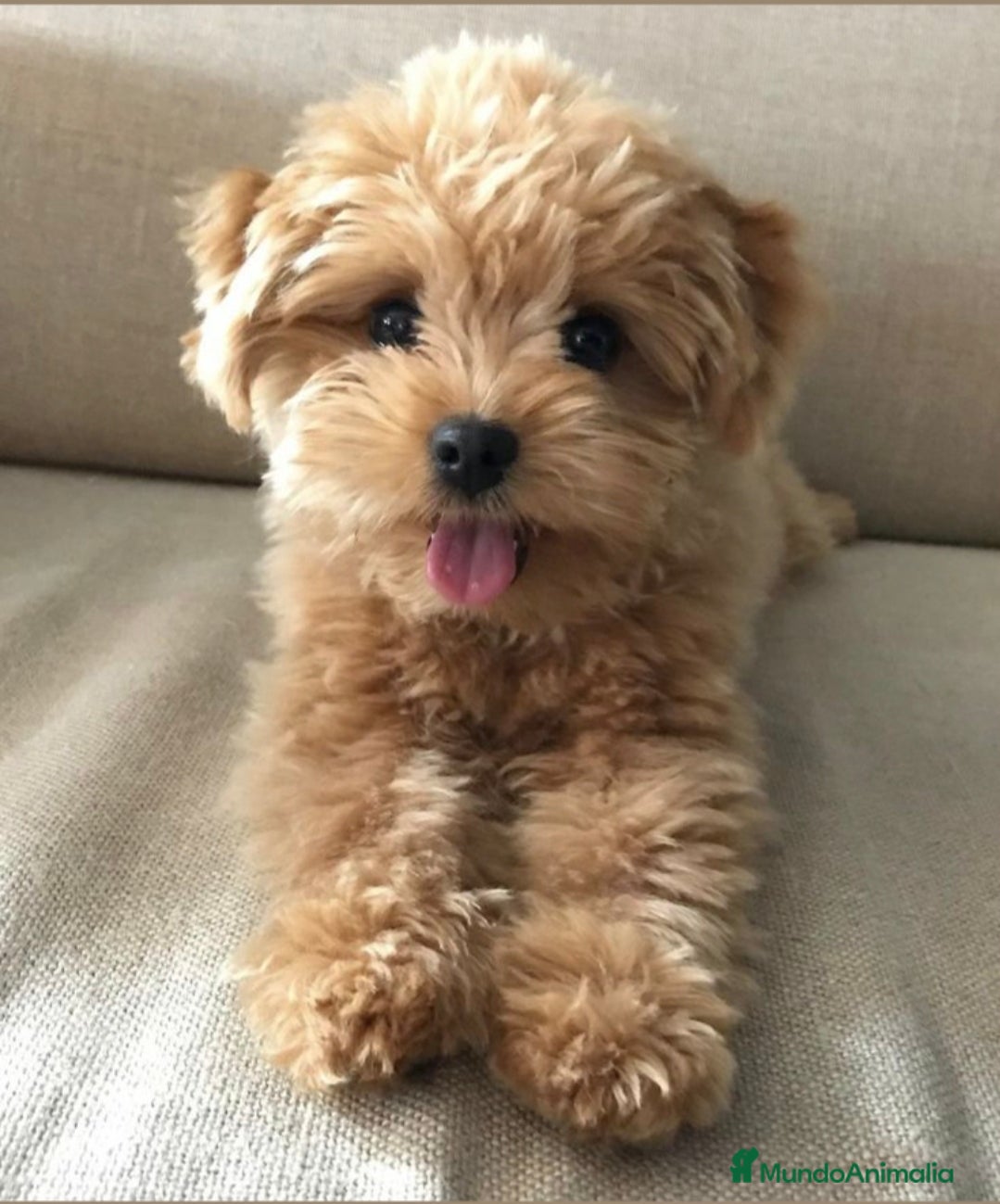 Maltipoo perros Maltipoo toy - Anuncio 1