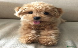 Maltipoo perros en venta: Maltipoo toy - Imagen 1