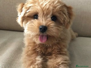 Maltipoo perros - Anuncio 1