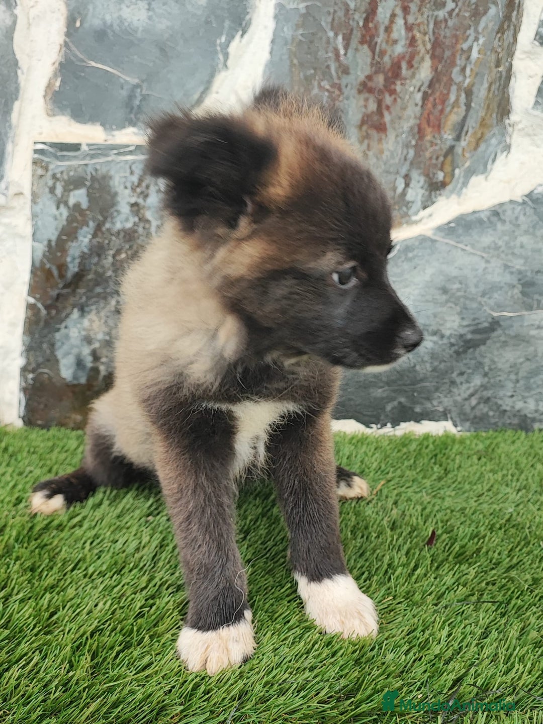 Raza Mixta perros en venta: BORDERPOM  - Anuncio 4