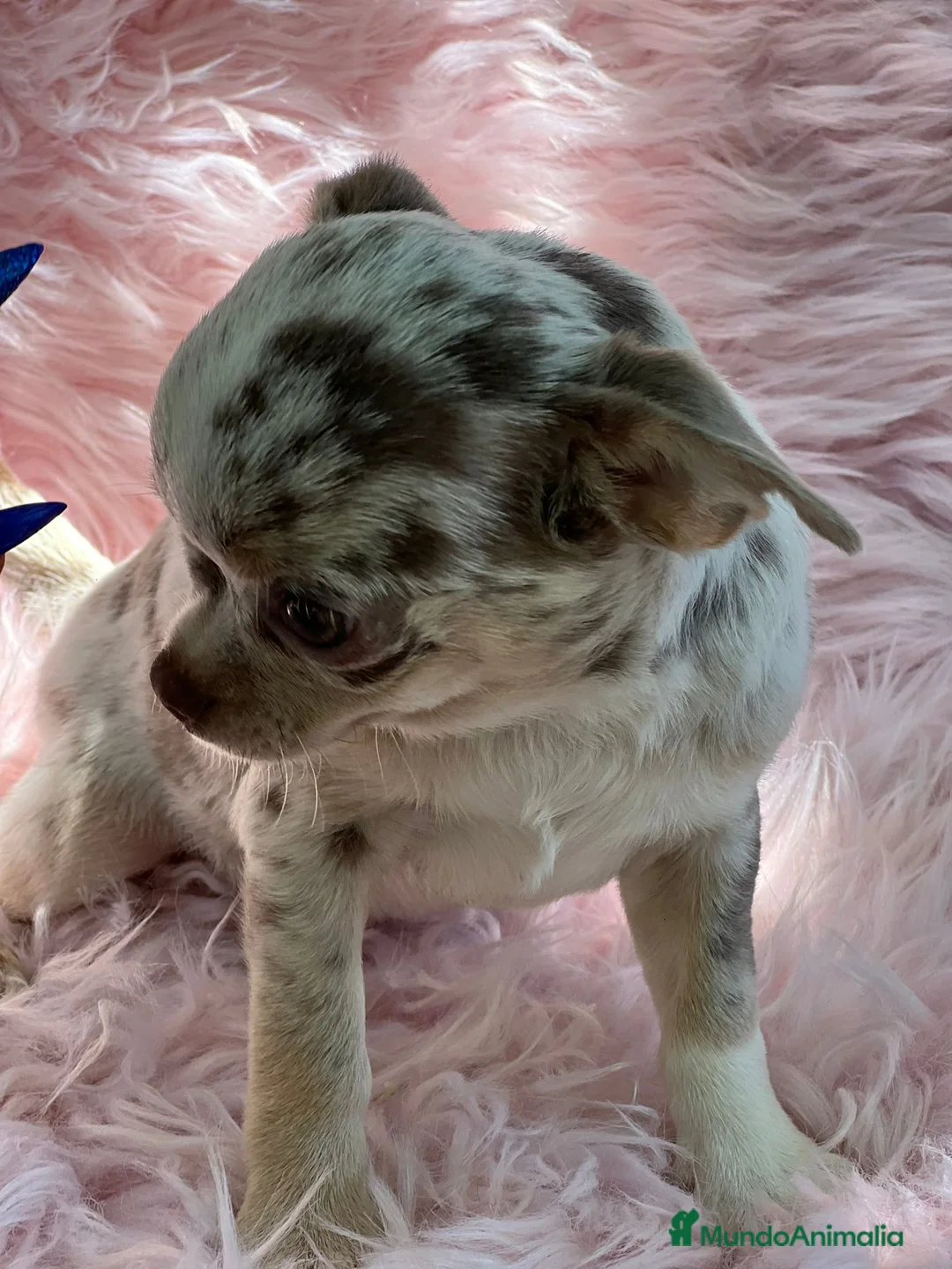 Chihuahua perros en venta: Chihuahua merle  en Barcelona - Anuncio 4