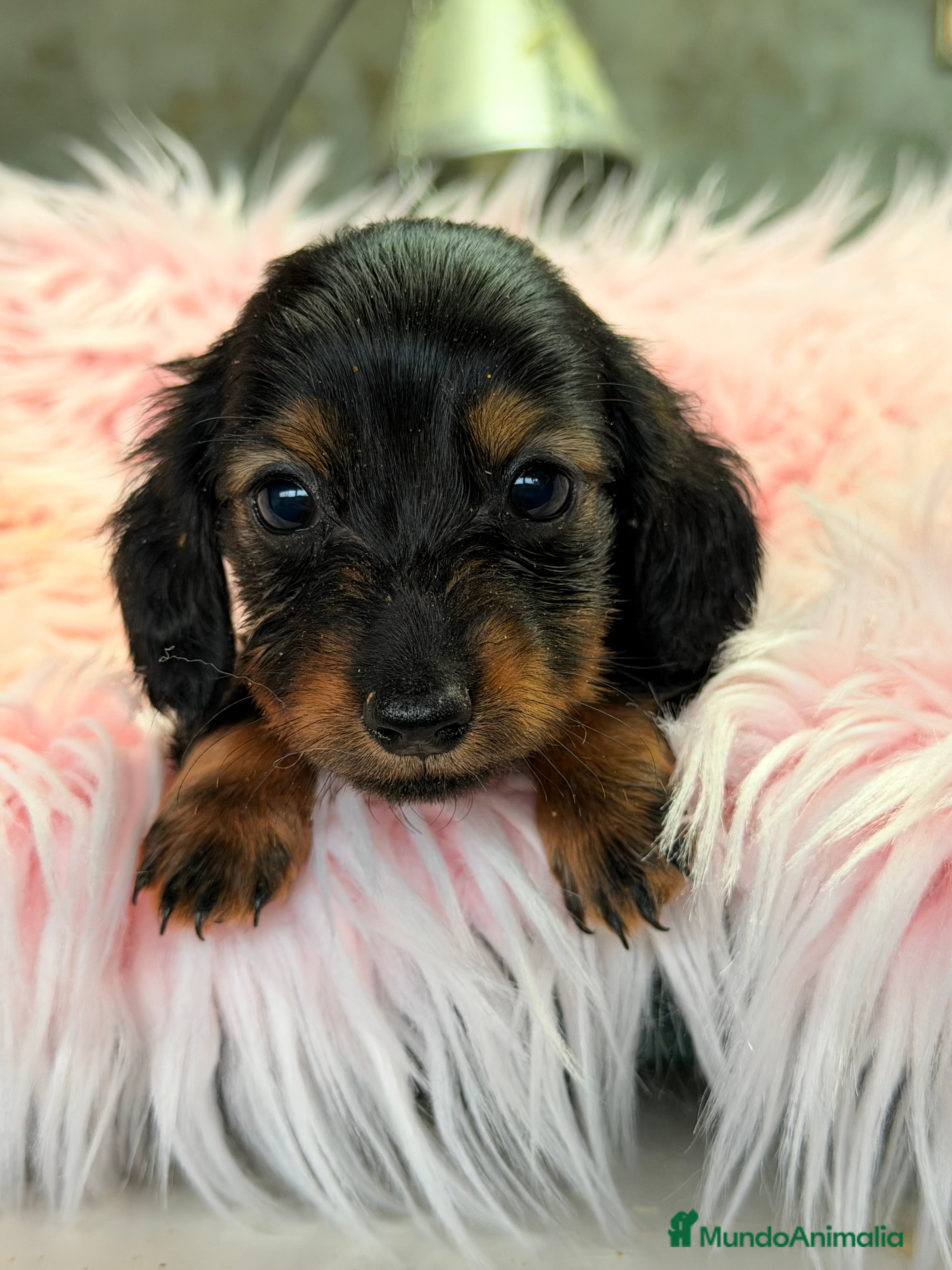 Teckel Miniatura perros Teckel Kaninchen  - Anuncio 14