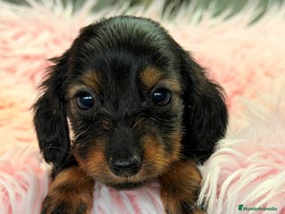 Teckel Miniatura perros Teckel Kaninchen - Anuncio 30