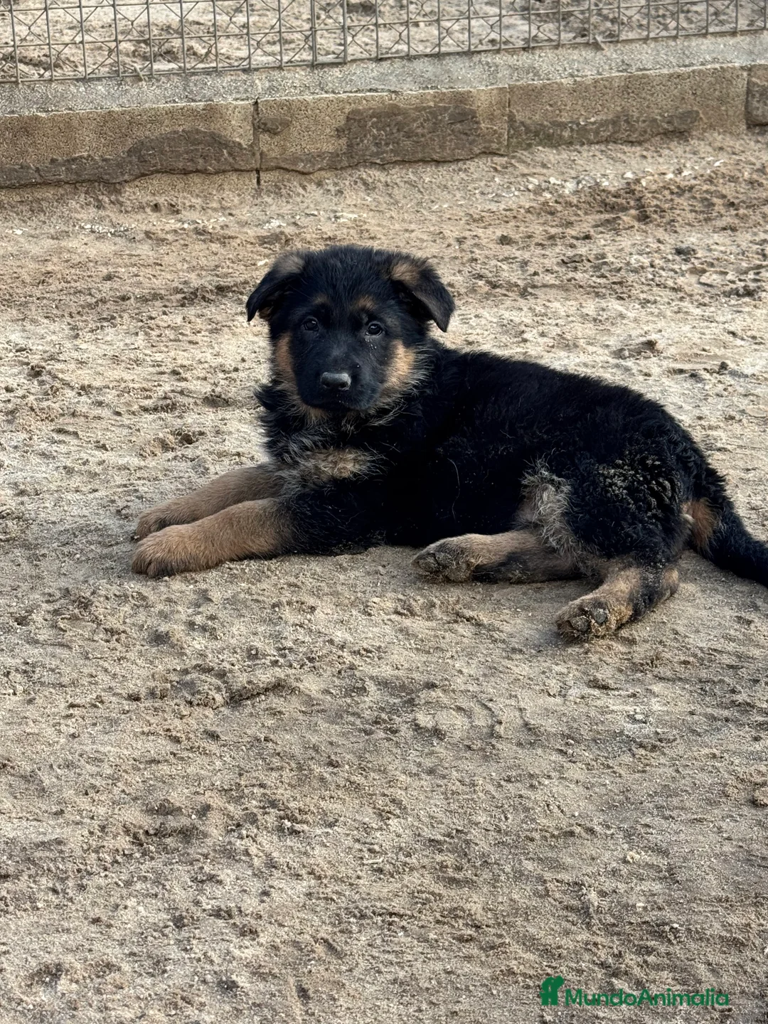 Pastor Alemán perros en venta: CACHORROS DE PASTOR ALEMAN - Anuncio 3
