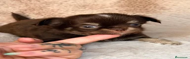 Chihuahua 1