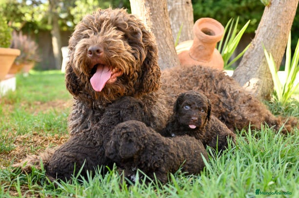 Perro de Agua Español perros Perro de agua  - Anuncio 1