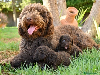 Perro de Agua Español perros Perro de agua - Anuncio 1