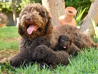 Perro de Agua Español perros Perro de agua - Anuncio 16