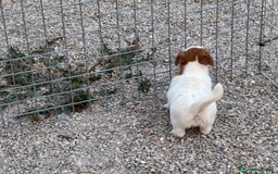 Jack Russell Terrier perros en venta: Cachorra Jack russell  - Imagen 4