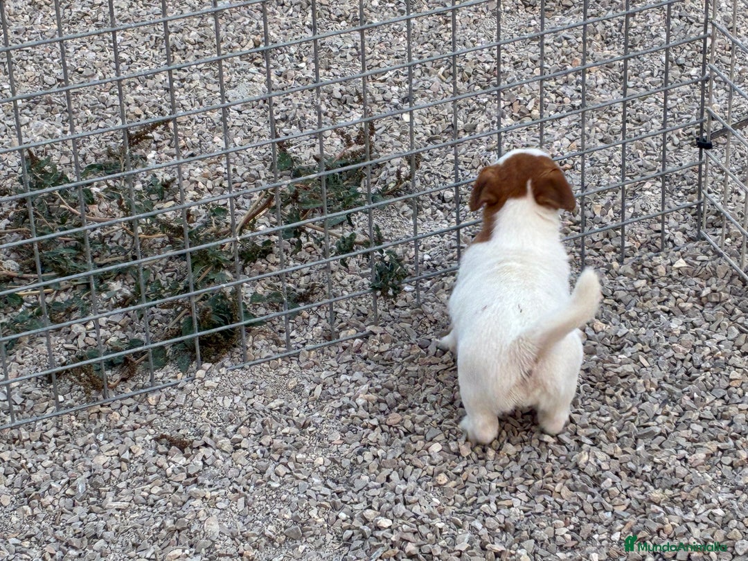 Jack Russell Terrier perros en venta: Cachorra Jack russell  - Imagen 4