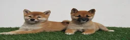 Shiba Inu perros en venta: SHIBA INU . CACHORROS en Madrid - Anuncio 8