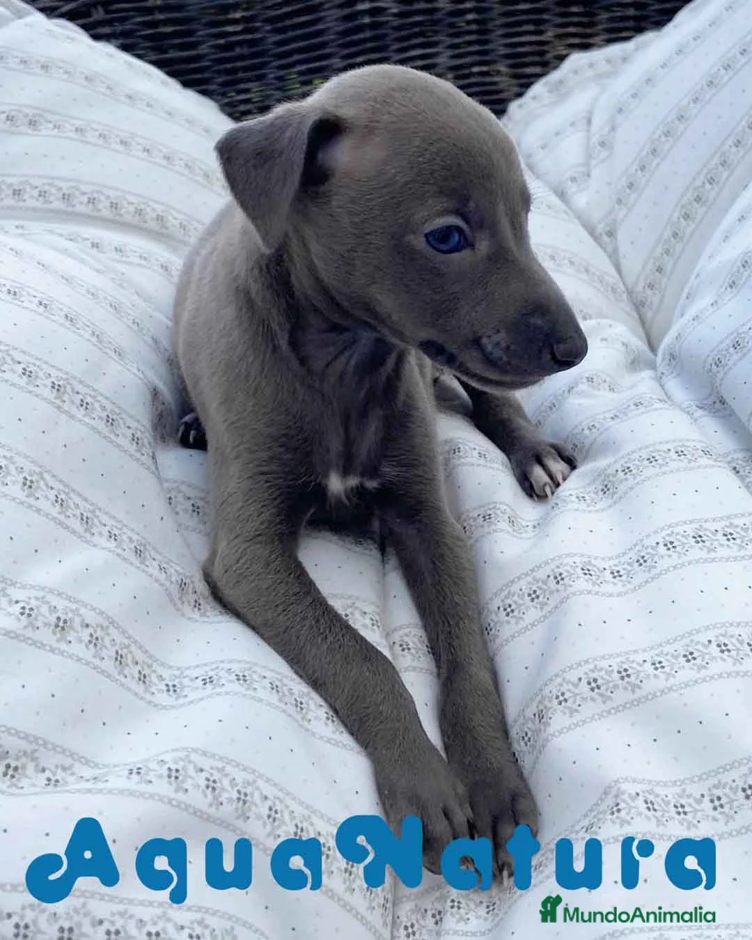Pequeño Lebrel Italiano perros en venta: Lebrel Italiano Hembra 5892 - AQUANATURA en Barcelona - Anuncio 8