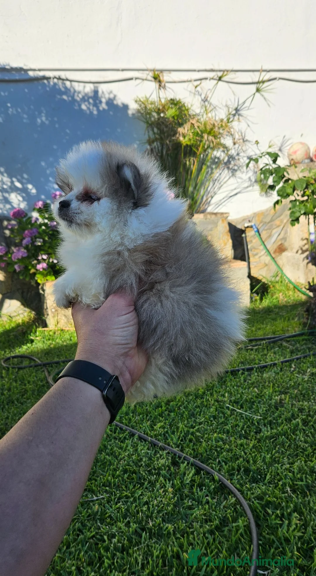 Pomerania perros en venta: Cachorros pomerania, precio real.  - Anuncio 1