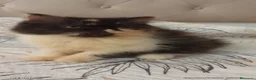 Persa gatos en venta: Persa en Valencia - Anuncio 4