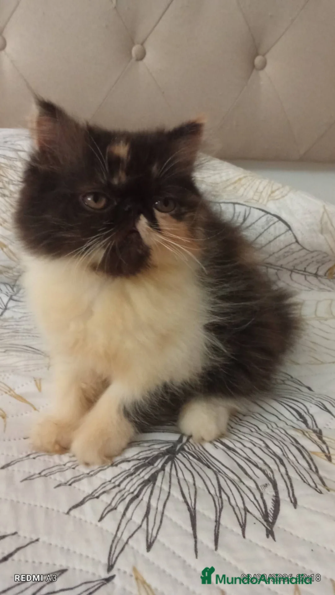 Persa gatos en venta: Persa en Valencia - Anuncio 4