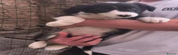 Border Collie perros en venta: Cachorros border collie puros! 2 meses - Anuncio 3
