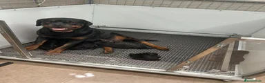 Rottweiler 1
