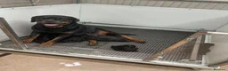 Rottweiler perros en venta: PRECIOSOS CACHORROS DE ROTTWEILER - Anuncio 3