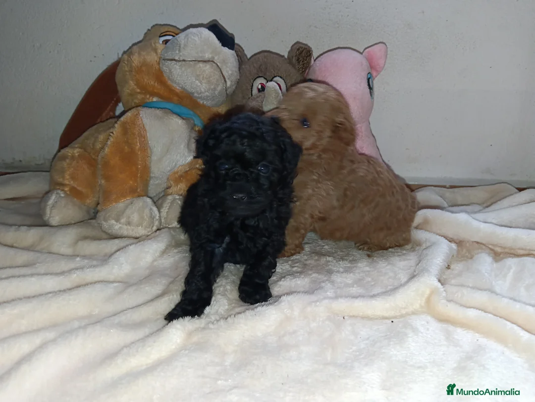 Caniche Toy perros en venta: Caniche toys - Anuncio 3