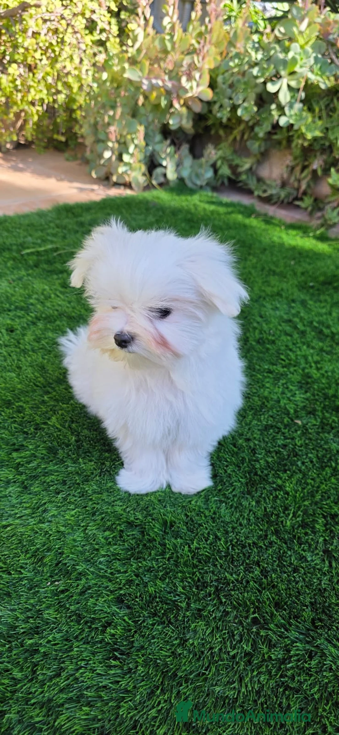 Bichón Maltés perros en venta: Bichon maltes linea coreana - Anuncio 7