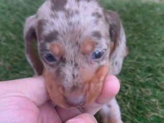 Teckel perros Teckel Mini - Anuncio 5