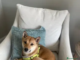 Shiba Inu perros Shiba Inu machos disponibles preciosos - Anuncio 13