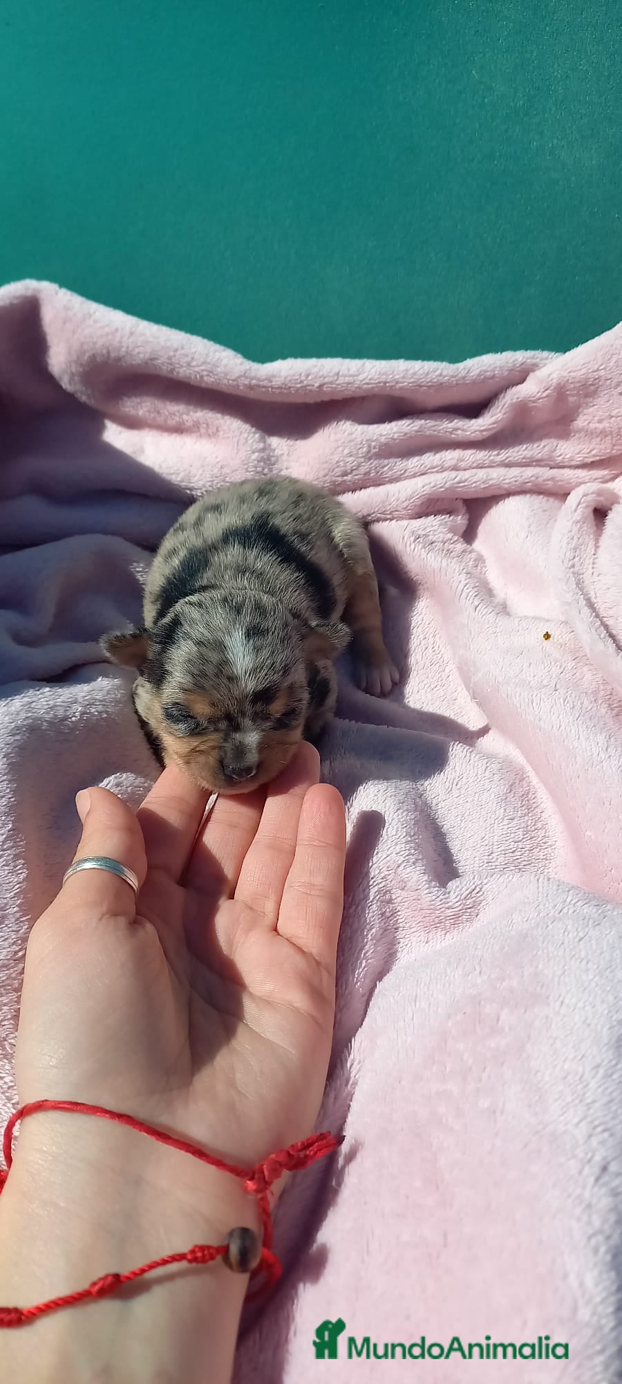 Chihuahua perros Chihuahua pelo semilargo y corto cabeza cerbato - Anuncio 2