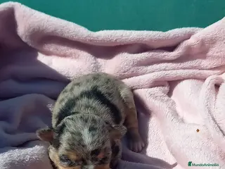 Chihuahua perros Chihuahua pelo semilargo y corto cabeza cerbato - Anuncio 2