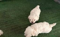 Bichón Maltés perros en venta: Bichon maltés  - Imagen 8
