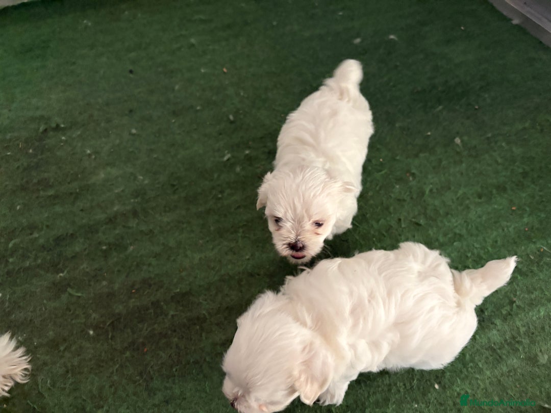 Bichón Maltés perros en venta: Bichon maltés  - Imagen 8
