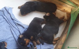 Rottweiler perros en venta: Espectacular cachorro  - Imagen 2