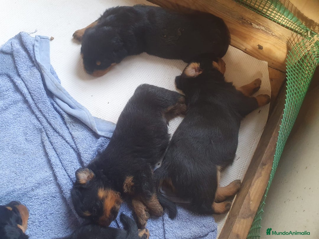Rottweiler perros en venta: Espectacular cachorro  - Imagen 2