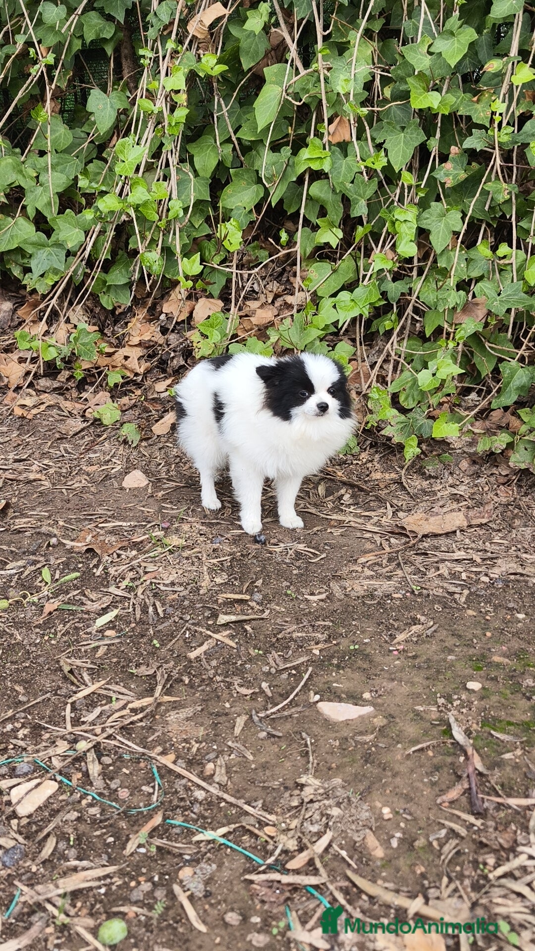 Pomerania perros en venta: Lulú Pomerania oportunidad! Macho - Imagen 3