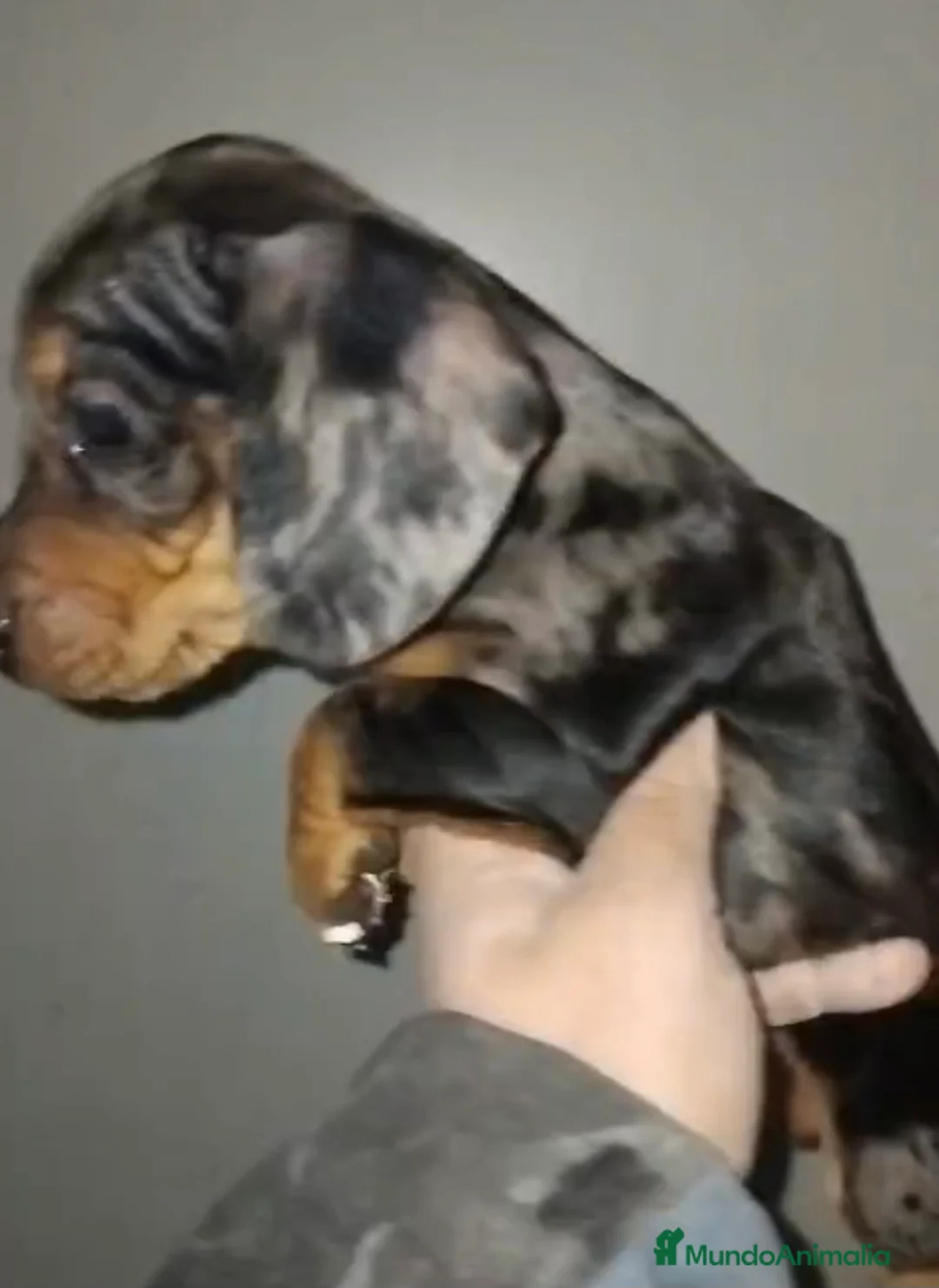 Teckel Miniatura perros en venta: Teckel hembra arlequín plata miniatura  - Anuncio 1