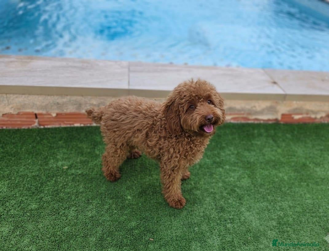 Caniche Toy perros Caniche Toy - Anuncio 2
