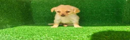 Maltipoo perros en venta: Maltipo  - Anuncio 10