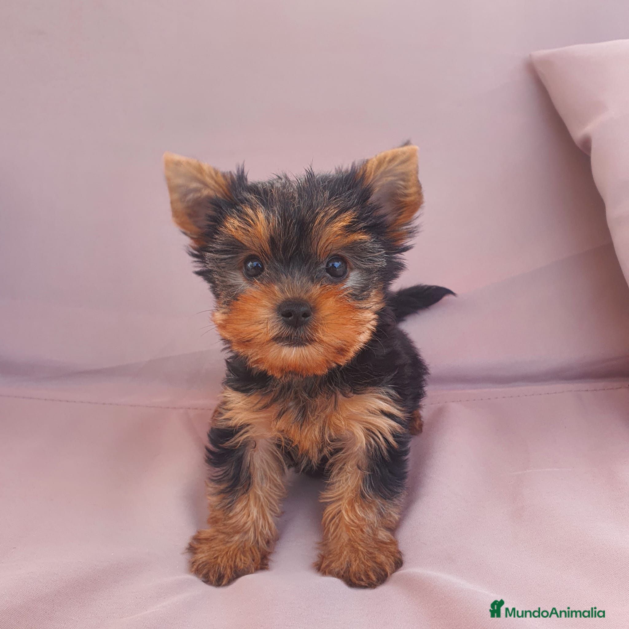Yorkshire Terrier perros Yorkshire toy - Anuncio 1