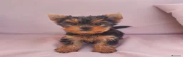 Yorkshire Terrier perros en venta: Yorkshire toy - Anuncio 1