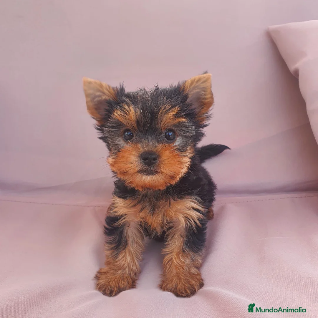 Yorkshire Terrier perros en venta: Yorkshire toy - Anuncio 1