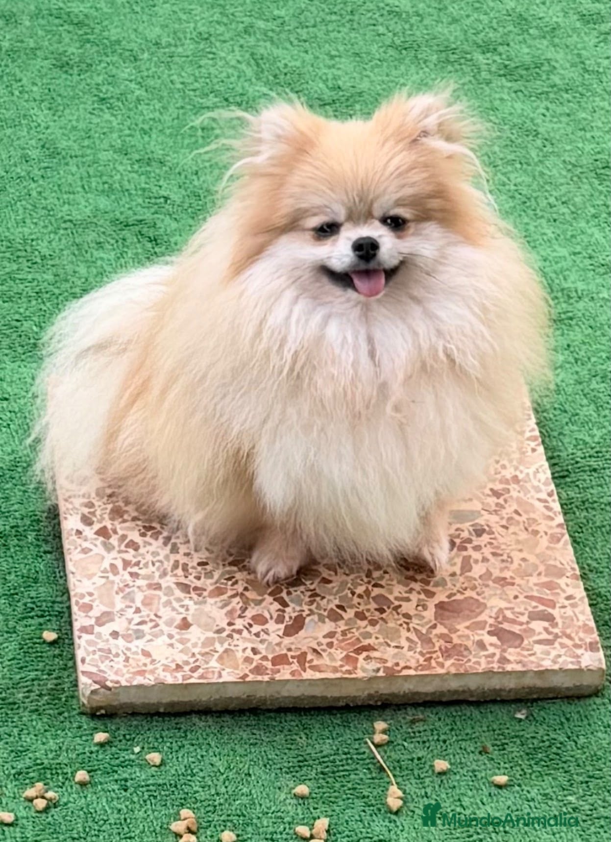 Pomerania perros Pomerania - Anuncio 1