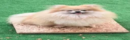 Pomerania perros en venta: Pomerania - Anuncio 1
