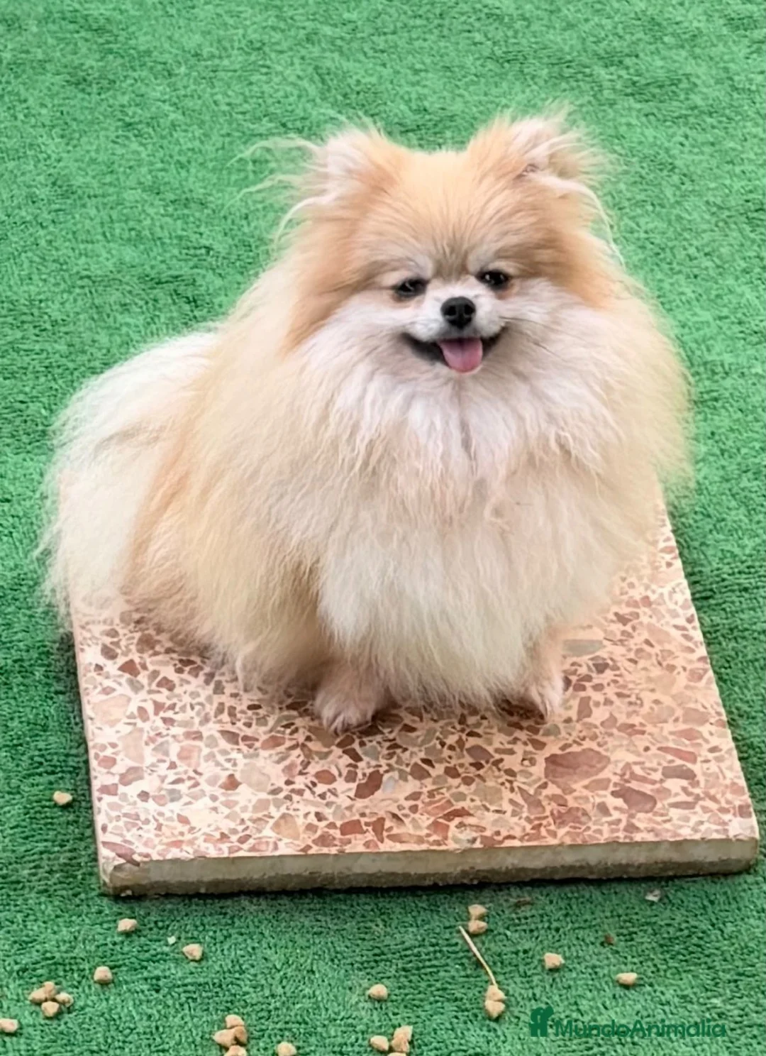 Pomerania perros en venta: Pomerania - Anuncio 1