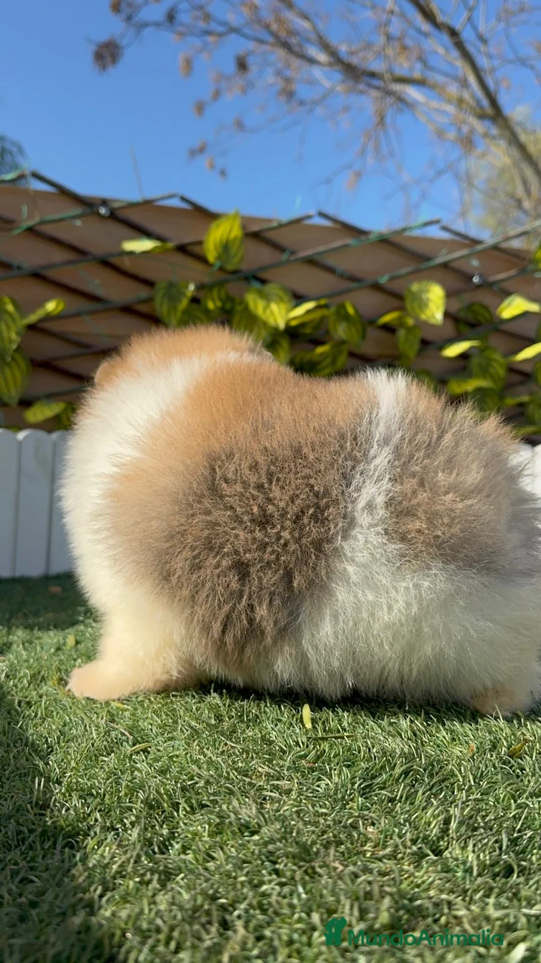 Pomerania perros en venta: POMERANIA MACHO - Anuncio 3
