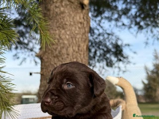 Labrador Retriever perros en Asturias - Anuncio 11